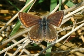 Common Blue - Female